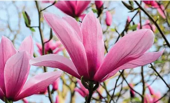  ?? ?? Planet pink: The ‘Star Wars’ magnolia blossoms in spring and again in August