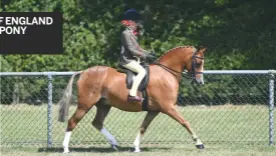  ??  ?? Gryngallt Page Too (Libby Grota) lands show hunter pony spoils and goes on to take the same title at Kent County (report, p74)