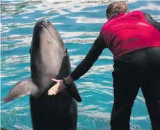  ?? JASON PAYNE ?? The Vancouver Aquarium is appealing to the public to help it save its marine mammal rescue program.