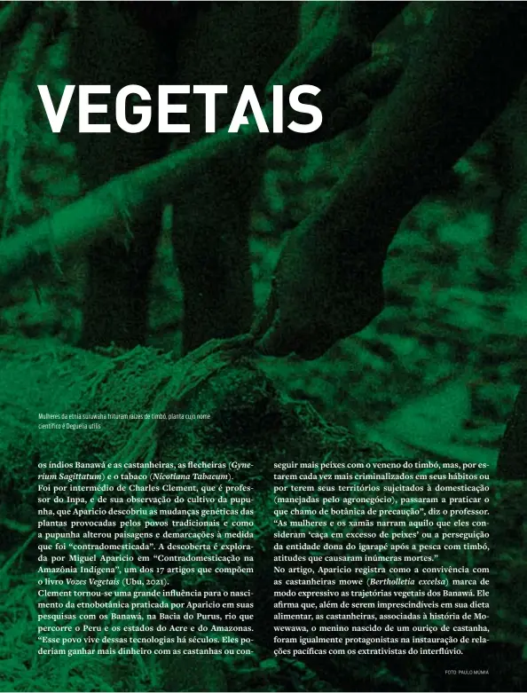  ?? FOTO: PAULO MÚMIA ?? Mulheres da etnia suruwaha trituram raízes de timbó, planta cujo nome científico é Deguelia utilis
