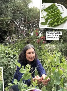  ??  ?? Picking 'Valido' peas for the dinner plate