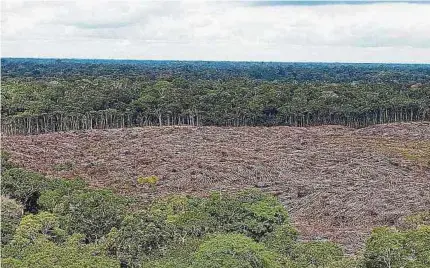  ?? EFE ?? Las cifras muestran un leve descenso en la deforestac­ión; sin embargo, la lucha debe ser más intensa para salvar la Amazonía.
