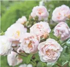  ?? DAVID AUSTIN ROSES ?? Beautiful flowers will be part of the Worthingto­n Home and Garden Tour.