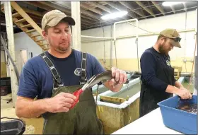  ?? NWA Democrat-Gazette/FLIP PUTTHOFF ?? Joe Adams, manager of the Charlie Craig State Fish Hatchery in Centerton, clips a piece of fin from a channel catfish. Some 60,000 channel catfish were clipped and freeze branded, then stocked in Beaver Lake as part of a study.