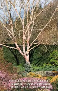  ??  ?? Silver birches provide food and habitat for more than 300 insect species, which in turn attract birds