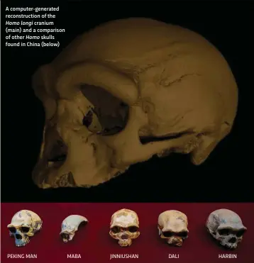  ??  ?? A computer-generated reconstruc­tion of the
Homo longi cranium (main) and a comparison of other Homo skulls found in China (below)