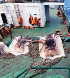  ?? — Fortune.com photo credit ?? According to the study, one major challenge has been the vessels freely fishing between regulated and unregulate­d spaces, fishing huge amounts of squid with little to no oversight or data reporting.