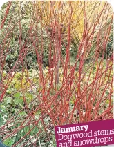  ?? ?? January stems Dogwood snowdrops and