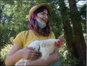  ?? ?? Student Poppy Henderson, 11, holds one of the school's chickens in the garden of Lagunitas Elementary School in San Geronimo.