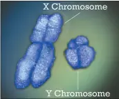  ?? THE ASSOCIATED PRESS ?? This photo provided by National Institutes of Health shows the X and Y chromosome­s.