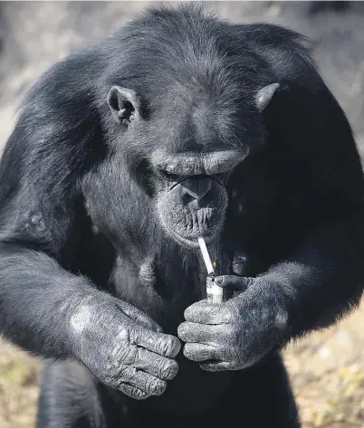  ?? Pictures / AP ?? Azalea smokes up to a pack of cigarettes a day — but zoo officials insist she doesn’t inhale.