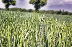  ?? RP-FOTO: STEFAN KÖHLEN ?? Das Getreide, wie hier die Gerste, entwickelt sich gut. Die Landwirte wünschen sich einen sanften Landregen und danach wieder Sonne.