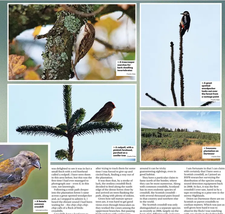  ?? Naturepics­online Charlie Elder Charlie Elder Charlie Elder Charlie Elder ?? A female common crossbill
A treecreepe­r searches for bark-dwelling invertebra­tes
A redpoll, with a pinkish forehead, perched on a conifer tree
A great spotted woodpecker looks out over the forest from a vantage point
Soussons plantation on Dartmoor