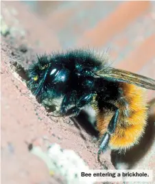  ?? ?? Bee entering a brickhole.