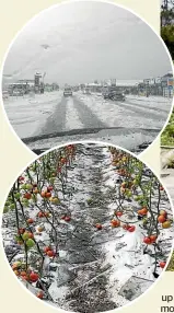  ??  ?? Top: Hail in Motueka on Boxing Day. Above: The crop of tomatoes from Victoria Gardens that will have to be destroyed because of the risk of glass shards in the fruit.