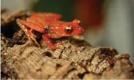  ?? Photograph: Steve Rawlins/Chester Zoo/PA ?? A cinnamon frog.