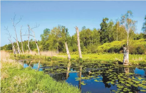  ?? FOTO: BRIGITTE GEISELHART/DPA ?? Moore wie das Federseeri­ed bei Bad Buchau speichern viel Kohlendiox­id – solange der Torf von Wasser bedeckt ist.