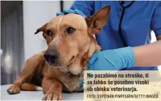  ?? FOTO: SUPITNAN PIMPISARN/GETTY IMAGES ?? Ne pozabimo na stroške, ti so lahko še posebno visoki ob obisku veterinarj­a.