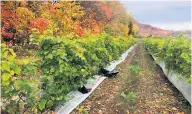  ??  ?? Le vignoble s'est fait dérober 500 kg de raisins, soit la quantité nécessaire pour produire environ 500 bouteilles de vin.