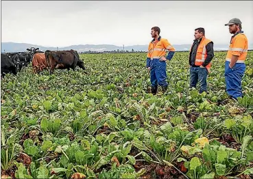  ??  ?? Paritea farm manager Sam Lovelock, Nga ¯ i Tahu Farming’s general manager of dairying Shane Kelly and staff member James Keeling: using fodder beet to transition into winter, followed by oats to capture nitrogen left in the soil.