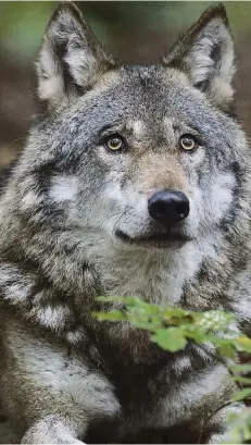  ?? FOTO: PATRICK PLEUL (ARCHIV) ?? Lange Zeit nur in Tiergehege­n zu sehen, wird der Wolf nun auch in heimischen Landschaft­en gesichtet.