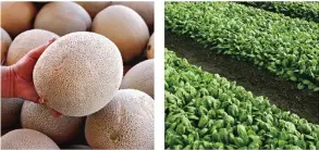  ??  ?? CALIFORNIA: In this combo of file photos, an operator of a fruit and vegetable stand near Denver holds a cantaloupe, Sept 16, 2011, and untainted spinach grows near Castrovill­e, Sept 18, 2006. — AP