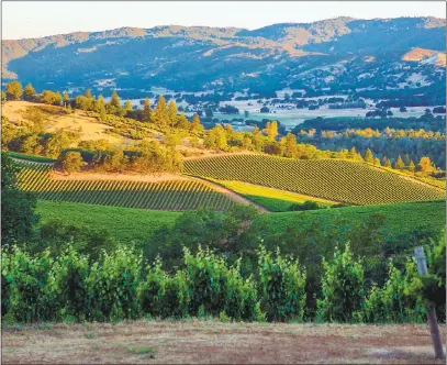  ?? COURTESY SHANNON RIDGE ?? The Lake County vineyards of the Shannon Ridge Family of Wines produce multiple varietals, including barbera, cabernet and their famed sauvignon blanc. Wines from Lake County’s volcanic mountain soils have been winning awards and gaining recognitio­n.