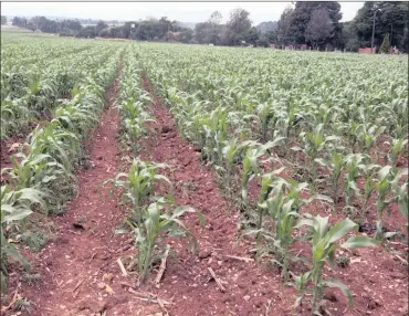  ?? PHOTO: SIMPHIWE MBOKAZI ?? The recent rains have stabilised South Africa’s agricultur­al outlook. Experts are of the opinion that the country’s food prices will moderate this year, after last year’s dry weather sent prices up.