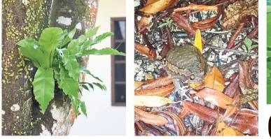  ??  ?? Bird’s nest fern, or paku langsuyar, one of the top five most observed species in the challenge. Amphibians like the banded bullfrog were seen in drains and culverts.