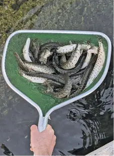  ?? DALE BOWMAN/FOR THE SUN-TIMES ?? A net of the Leech Lake strain of muskies about to be released Tuesday into Geneva Lake.