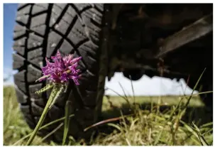  ??  ?? Top: flooded tank ruts create ideal habitat for fairy shrimps. Above: betony is a classic chalklovin­g wildflower found in areas of short turf.