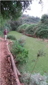  ?? Photos: Pauline Lourens ?? Friends of the Kat River spokespers­on Ken Gie, who in previous years alerted the authoritie­s about the rapid spread of the Kariba weed on our waterways, points at the Kat river where the Kariba weed has been growing at an alarming rate.