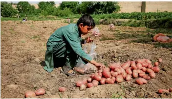  ?? FOTO: SAIFURAHMA­N SAFI/XINHUA/DPA ?? Ein Kind erntet Kartoffeln auf einem Feld in der Provinz Nangarhar in Afghanista­n. Das neue Lieferkett­engesetz der Europäisch­en Union soll unter anderem Kinderarbe­it bekämpfen.