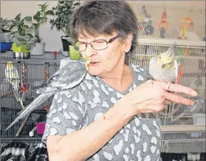  ?? JIM DAY/THE GUARDIAN ?? Jackie Jenkins, posing with a couple of her cockatiels, provided temporary sanctuary to a displaced budgie that has yet to be reunited with its owner.