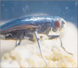  ?? FLORIS VAN BRUEGEL / CALTECH VIA THE NEW YORK TIMES ?? An alkali fly is shown underwater in its protective air bubble. In the salty waters of California’s Mono Lake, the alkali f ly’s body — hairier and waxier than that of other f lies — repels water, forms a bubble around itself as it dives.