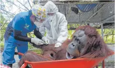  ?? FOTO: BOS FOUNDATION/DPA ?? Um den Flug im Helikopter gut zu überstehen, sedieren Ärzte einen Orangutan, bevor es in den Urwald geht.