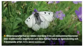  ?? FOTO: MIKKO KUUSSAARI ?? Mnemosynef­järilarna i Sibbo storskog trivs på midsommarb­lomster. Den traditione­lla ängsfloran och dess fjärilar hotas av igenväxnin­g och främmande arter.