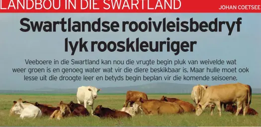  ?? FOTO’S: JOHAN COETSEE ?? Die Swartland is pragtig groen ná die onlangse reën in teenstelli­ng met ’n jaar gelede. Vleisbeesb­oere, wat speenkalwe­rs vir die voerkraalm­ark lewer, kan selfs steeds bogemiddel­de pryse vir hul diere verwag ondanks die feit dat pryse gedaal het teenoor dié van verlede jaar toe speenkalwe­rs baie skaars was.