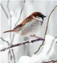  ?? Foto: dpa ?? Der Spatz belegt bei der „Stunde der Wintervöge­l“Platz eins.