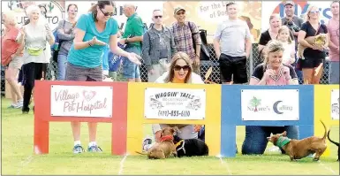  ?? Lynn Atkins/The Weekly Vista ?? The first heat of Saturday's Wieners Takes All Dachshunds Races started slowly when the racers felt the need to socialize just beyond the starting gate. The event was a fundraiser for the Bella Vista Animal Shelter.