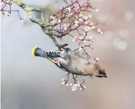  ?? ?? Waxwing © Donald Sutherland Sussex Wildlife Trust