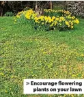  ?? ?? > Encourage flowering plants on your lawn