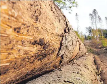  ?? ARCHIVFOTO: DPA/WEIHRAUCH ?? Holz, das von Borkenkäfe­r befallen ist, verliert an Wert.