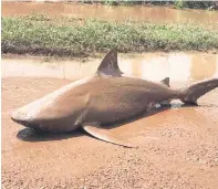  ?? Picture: Supplied. ?? UNBELIEVAB­LE. A paramedic took this photograph two days ago of a bull shark lying on dry land where it had been washed up by floods.