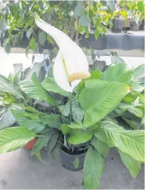  ?? CONTRIBUTE­D ?? A peace lily will droop its leaves when it is thirsty and ready for a drink.