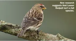  ?? ?? New research suggests that Lesser Redpoll isn’t a full species.