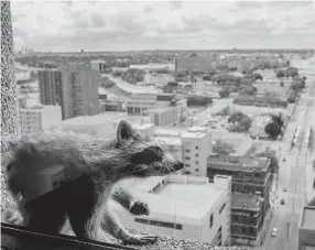  ?? EVAN FROST/MINNESOTA PUBLIC RADIO VIA AP ?? A raccoon stretches itself on the windowsill of the Paige Donnelly Law Firm on the 23rd floor of UBS Plaza in St. Paul, Minn. The raccoon stranded on the ledge of the building Tuesday captivated onlookers and generated interest on social media after it started scaling the office building.