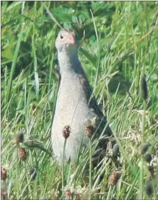  ?? Photograph: Angela Cassels. ?? Typical corncrake, just a head sticking out calling.