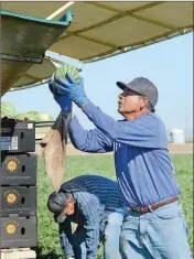  ??  ?? ABOVE: A worker with Foothills Packing places a mini watermelon on a moving packing table. LEFT: A cutting crew selects mini watermelon­s for harvest. A packing crew follows the cutting crew through the field.