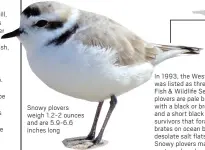  ?? ?? Snowy plovers weigh 1.2-2 ounces and are 5.9-6.6 inches long